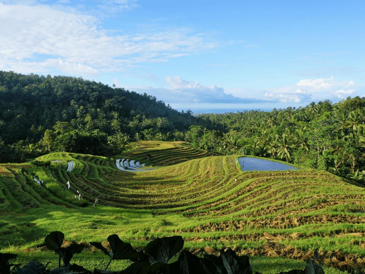 โคลฟ ทรี ฮิลล์ Hotel Blimbing  ภายนอก รูปภาพ