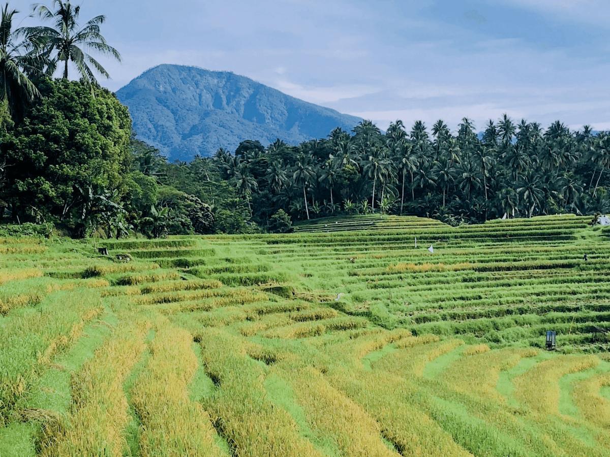 โคลฟ ทรี ฮิลล์ Hotel Blimbing  ภายนอก รูปภาพ